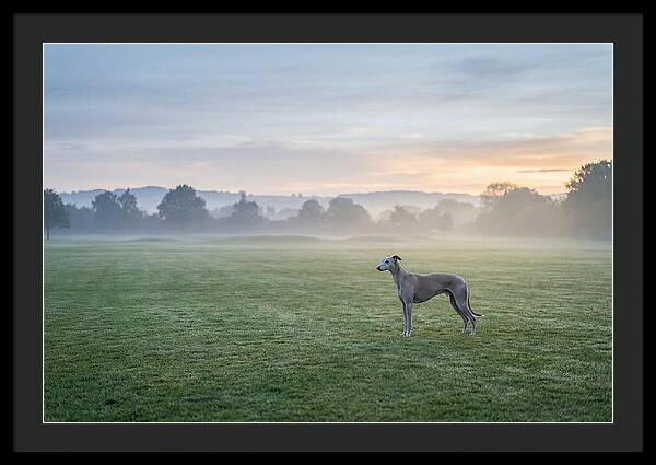 Elegant Greyhound In Misty Morning