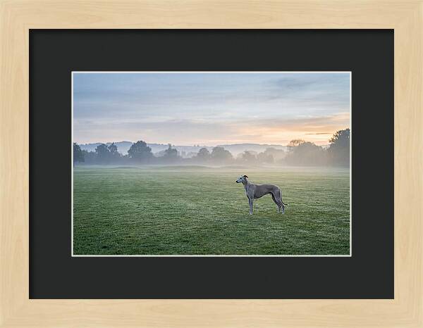 Elegant Greyhound In Misty Morning