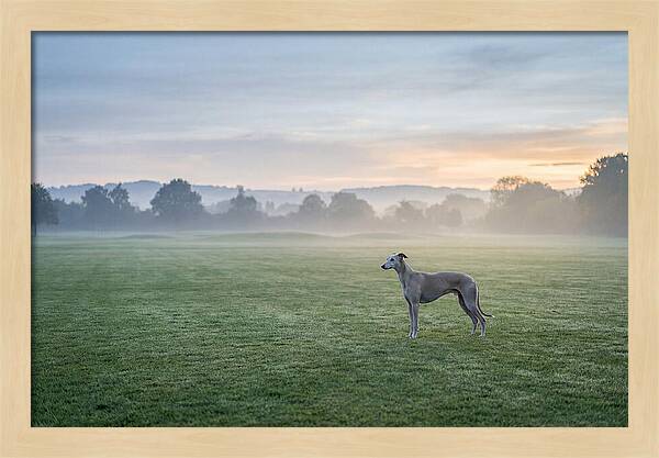 Elegant Greyhound In Misty Morning