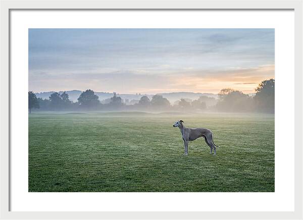 Elegant Greyhound In Misty Morning