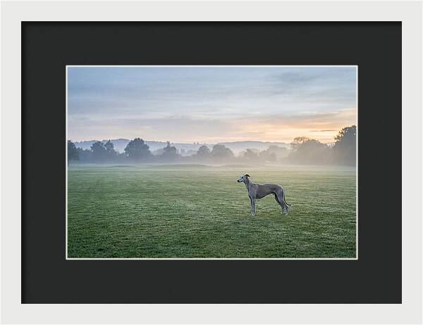 Elegant Greyhound In Misty Morning