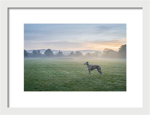 Elegant Greyhound In Misty Morning