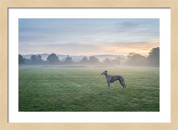 Elegant Greyhound In Misty Morning