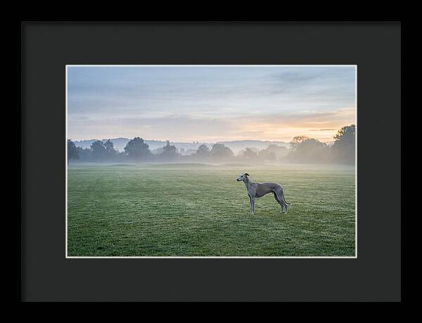 Elegant Greyhound In Misty Morning