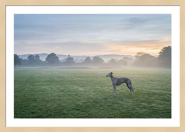 Elegant Greyhound In Misty Morning