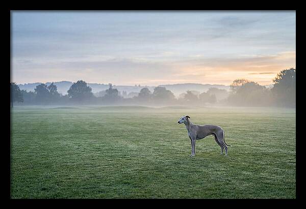 Elegant Greyhound In Misty Morning