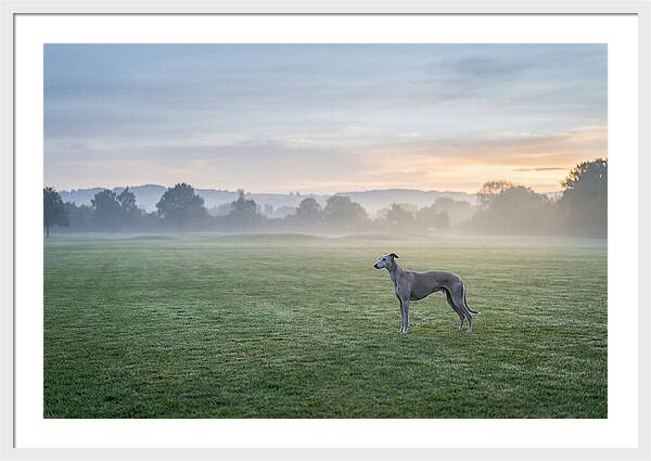 Elegant Greyhound In Misty Morning