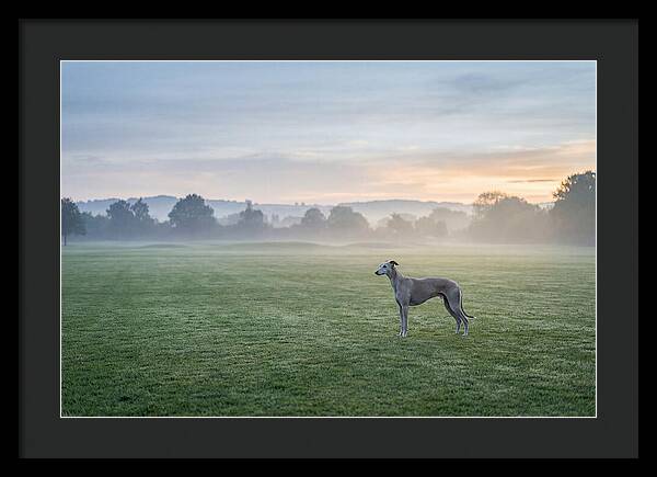 Elegant Greyhound In Misty Morning