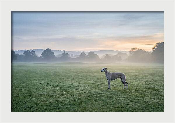 Elegant Greyhound In Misty Morning
