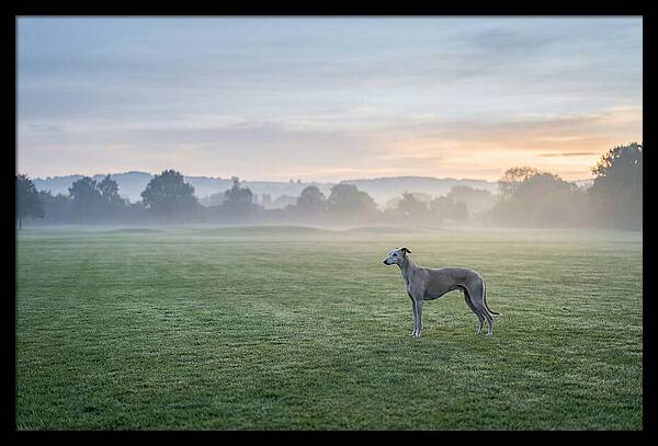 Elegant Greyhound In Misty Morning