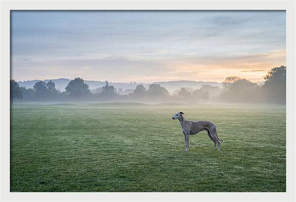 Elegant Greyhound In Misty Morning