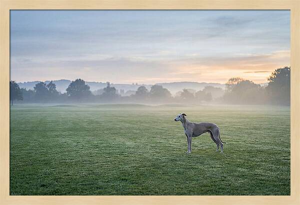 Elegant Greyhound In Misty Morning