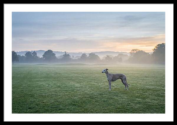 Elegant Greyhound In Misty Morning