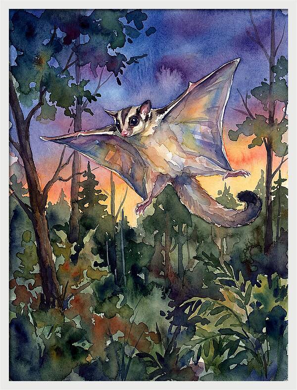 Elegant Sugar Glider In Flight