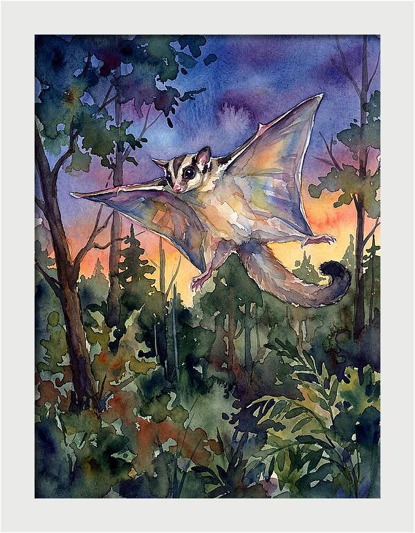 Elegant Sugar Glider In Flight