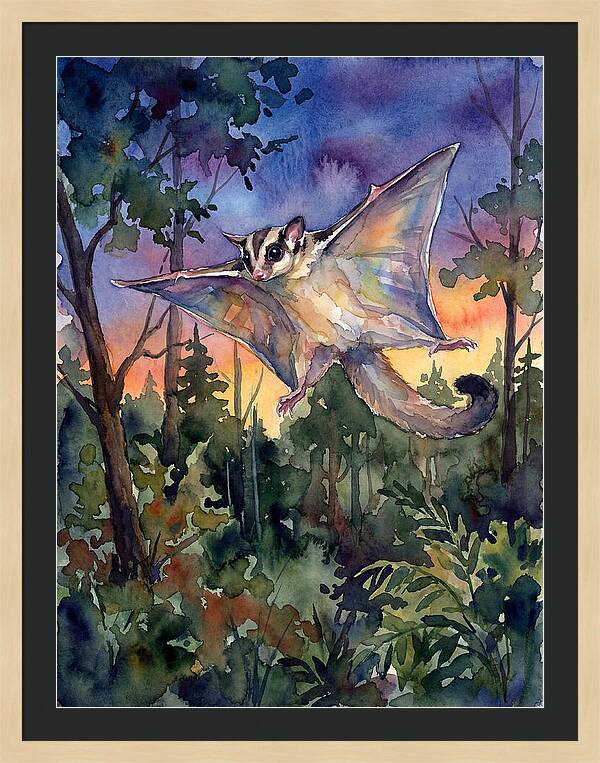 Elegant Sugar Glider In Flight