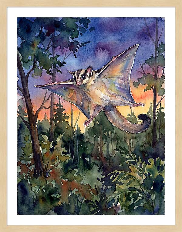 Elegant Sugar Glider In Flight