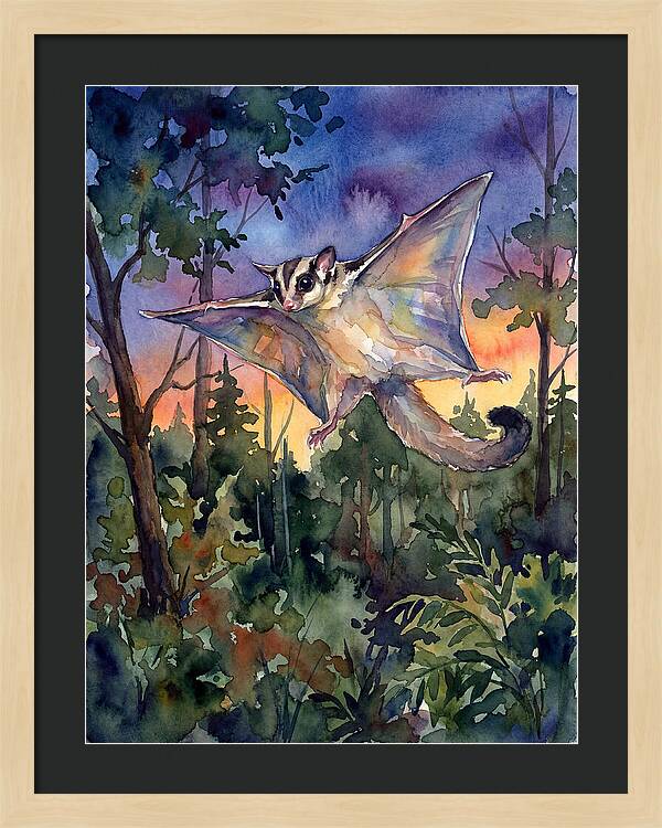 Elegant Sugar Glider In Flight