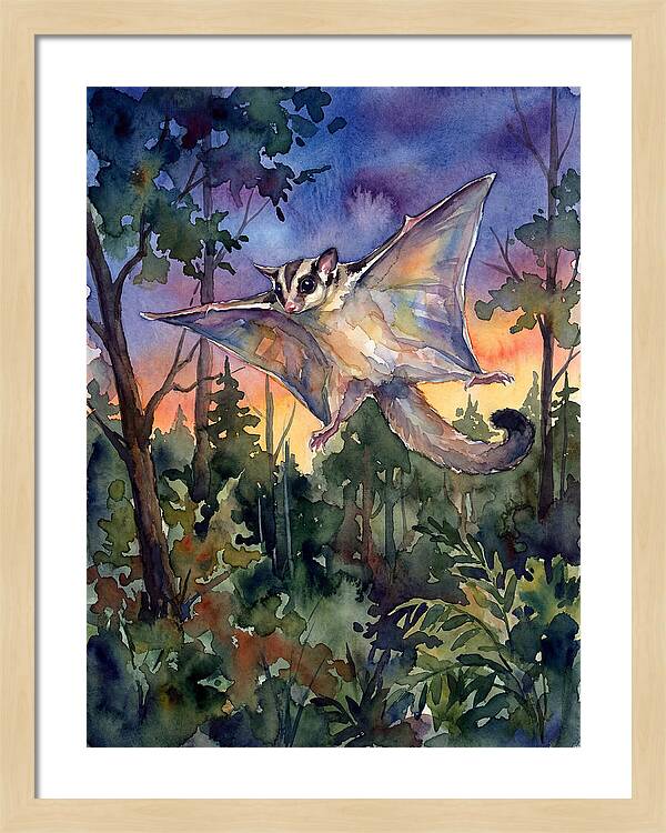 Elegant Sugar Glider In Flight