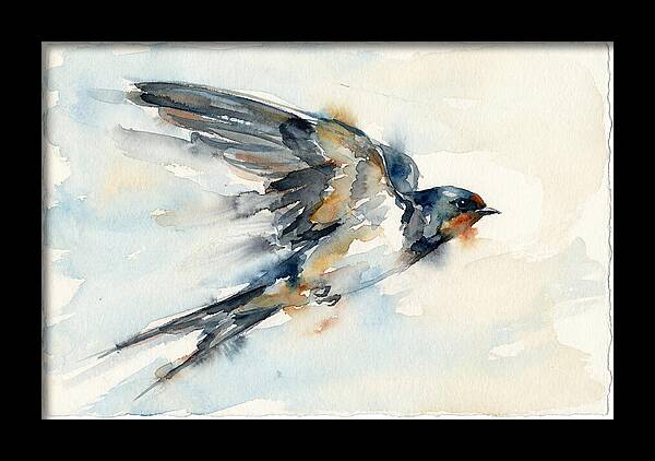Elegant Swallow In Flight