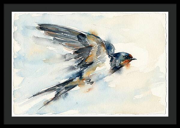 Elegant Swallow In Flight