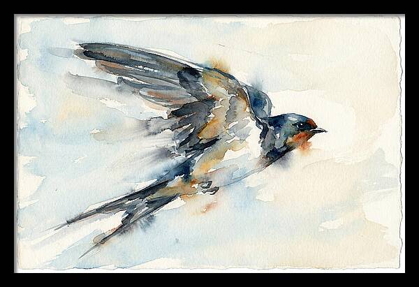 Elegant Swallow In Flight