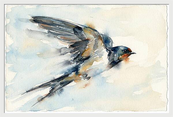 Elegant Swallow In Flight
