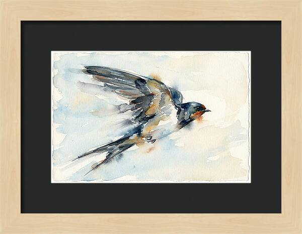 Elegant Swallow In Flight