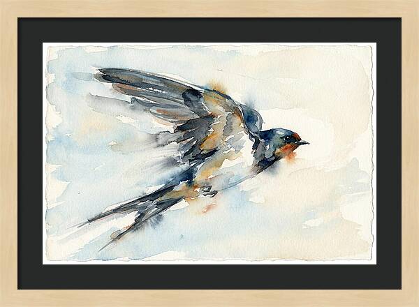Elegant Swallow In Flight