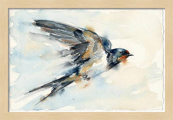 Elegant Swallow In Flight
