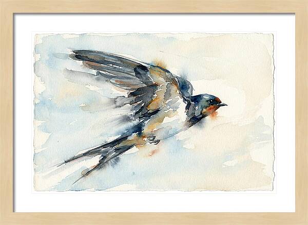 Elegant Swallow In Flight