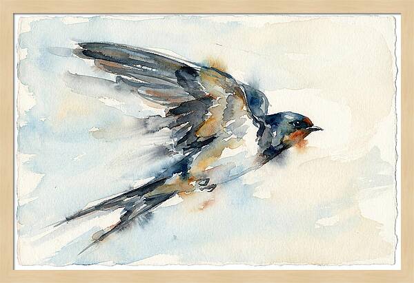 Elegant Swallow In Flight