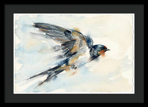 Elegant Swallow In Flight