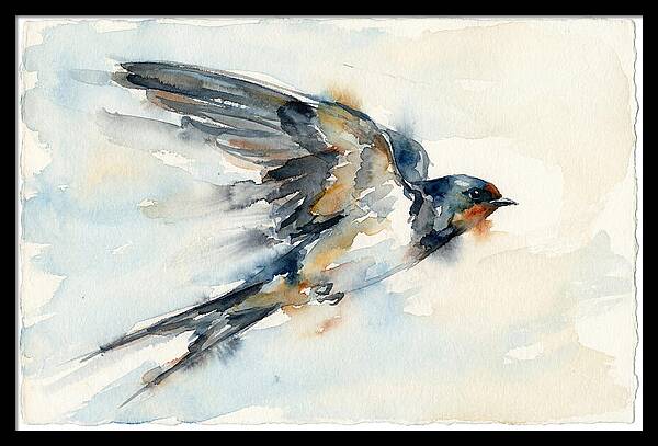 Elegant Swallow In Flight