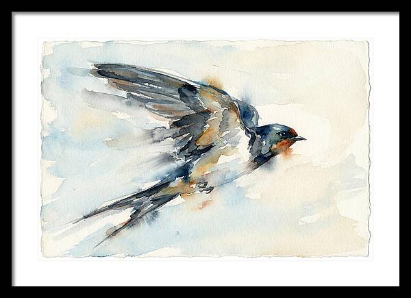 Elegant Swallow In Flight