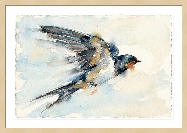 Elegant Swallow In Flight