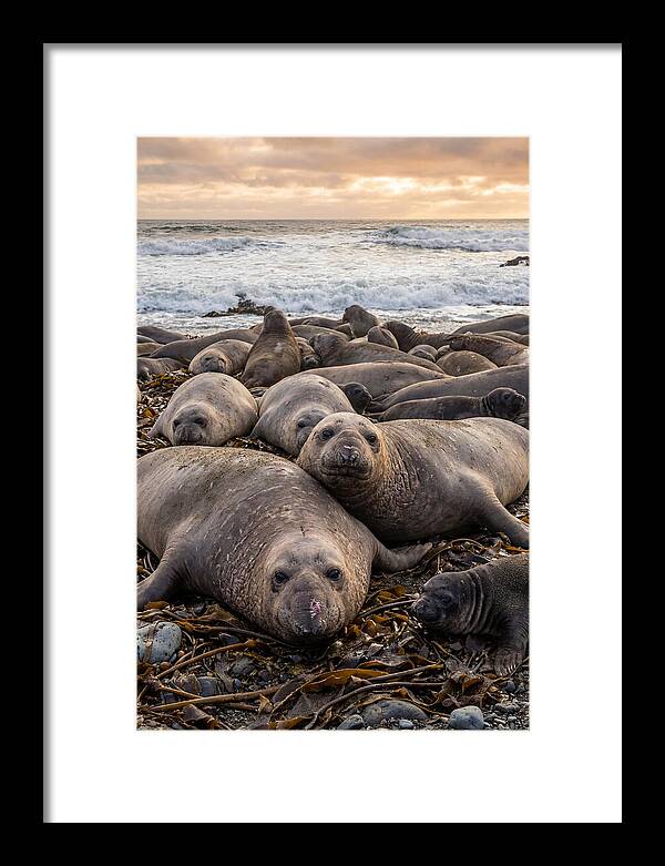 Elephant Seal Colony At Dusk