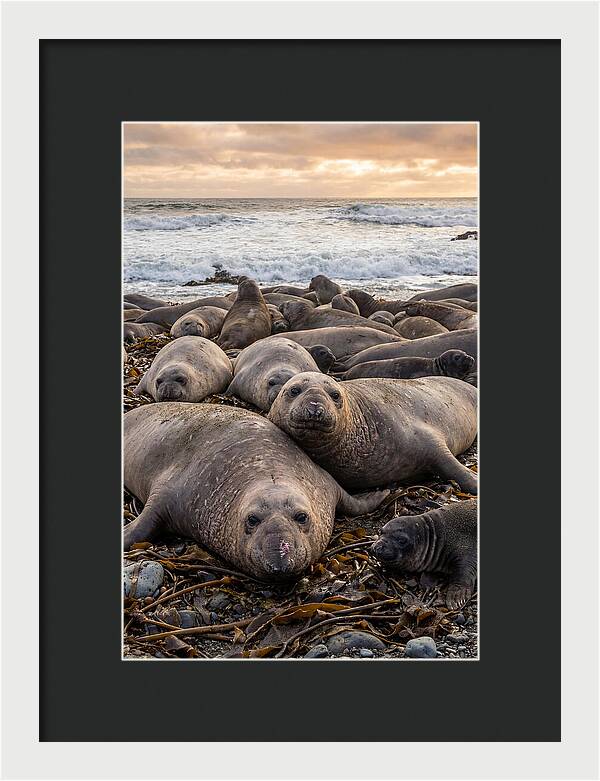 Elephant Seal Colony At Dusk