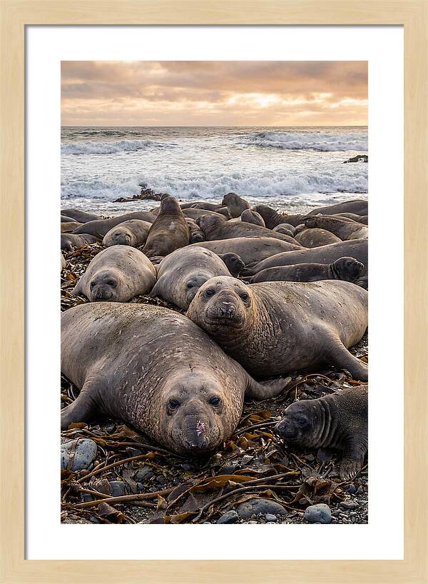 Elephant Seal Colony At Dusk