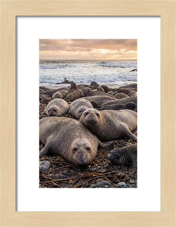 Elephant Seal Colony At Dusk