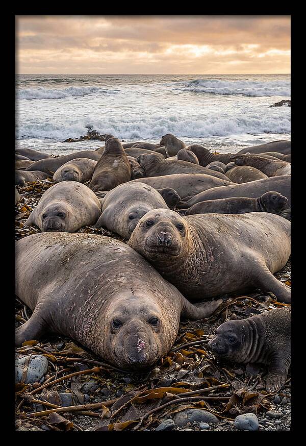 Elephant Seal Colony At Dusk
