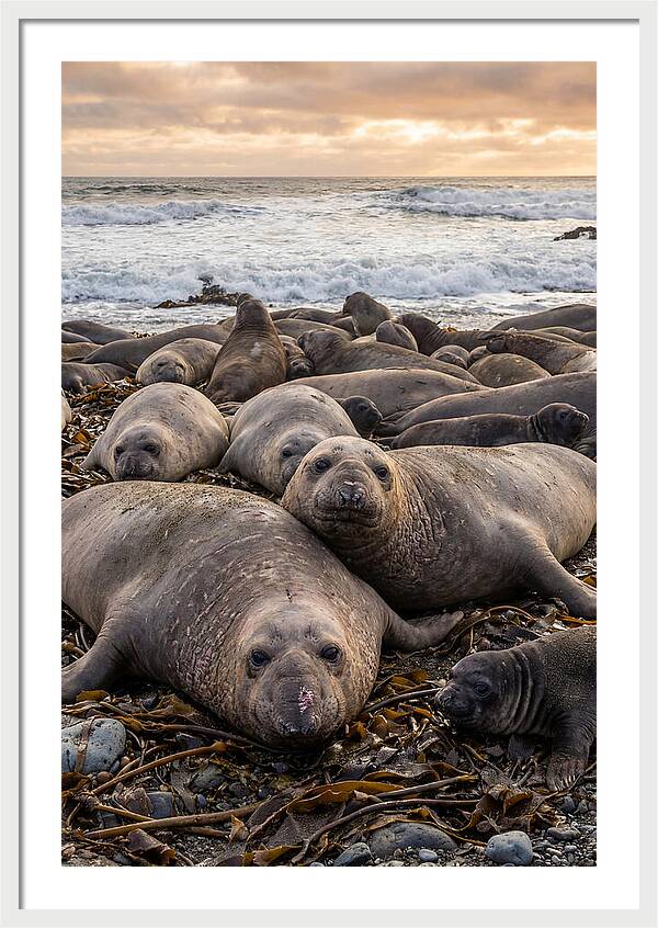 Elephant Seal Colony At Dusk