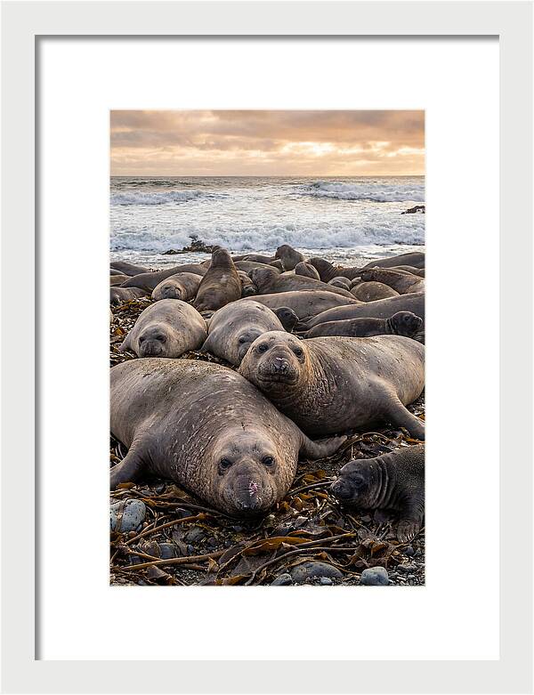 Elephant Seal Colony At Dusk