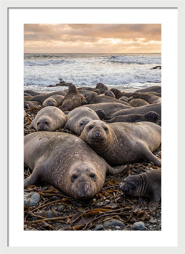 Elephant Seal Colony At Dusk