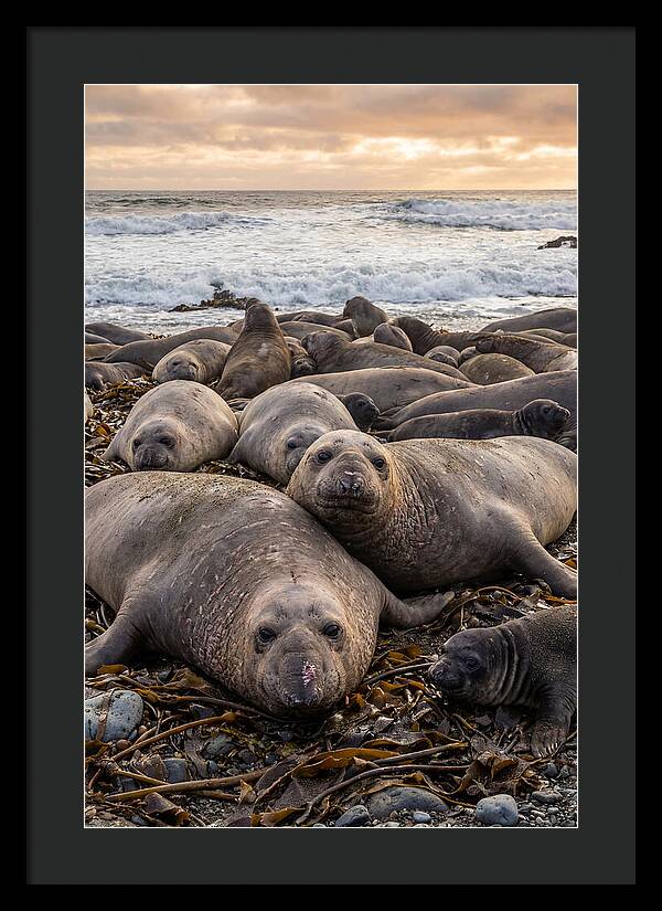 Elephant Seal Colony At Dusk