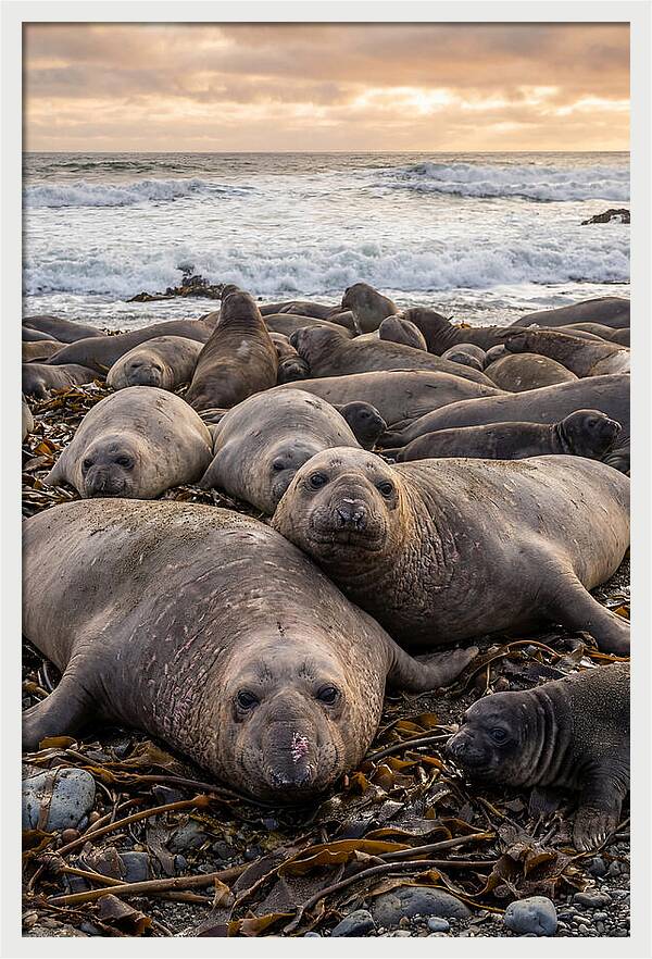 Elephant Seal Colony At Dusk