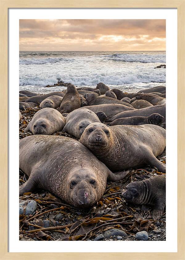 Elephant Seal Colony At Dusk