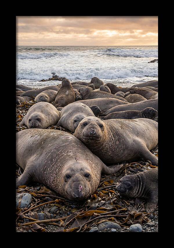 Elephant Seal Colony At Dusk