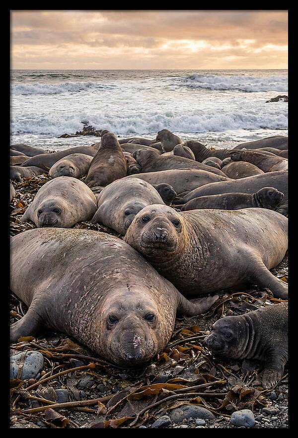 Elephant Seal Colony At Dusk
