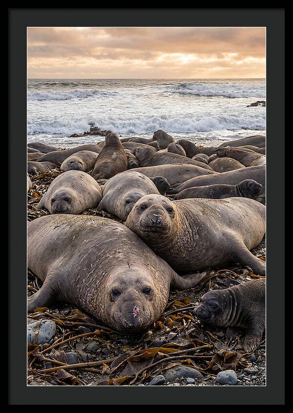 Elephant Seal Colony At Dusk